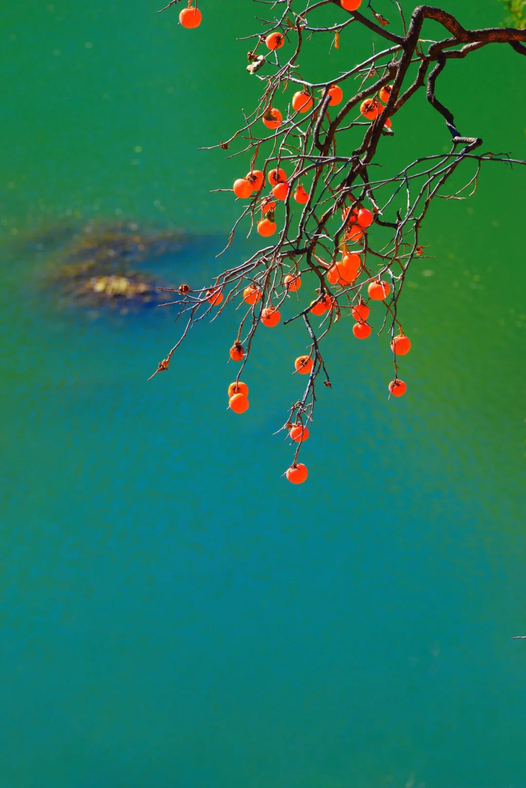 Image related to Autumn's Sweetest Delight: A Journey of Fruitful Bliss Across China