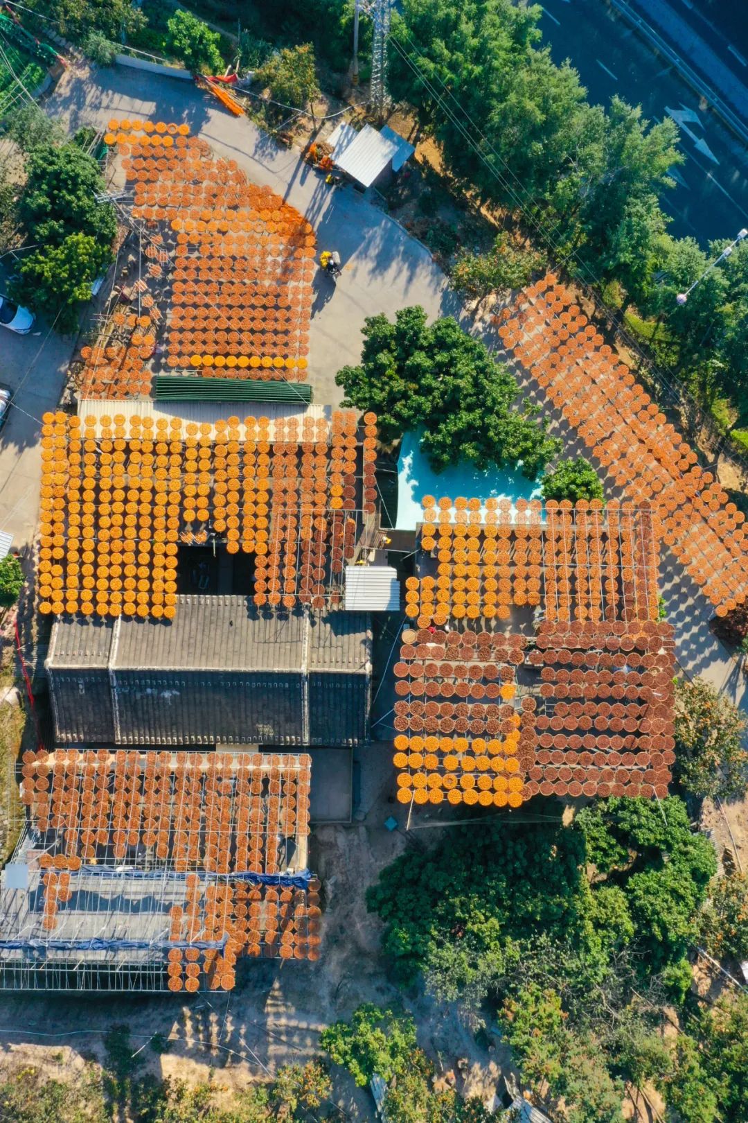 Image related to Autumn's Sweetest Delight: A Journey of Fruitful Bliss Across China