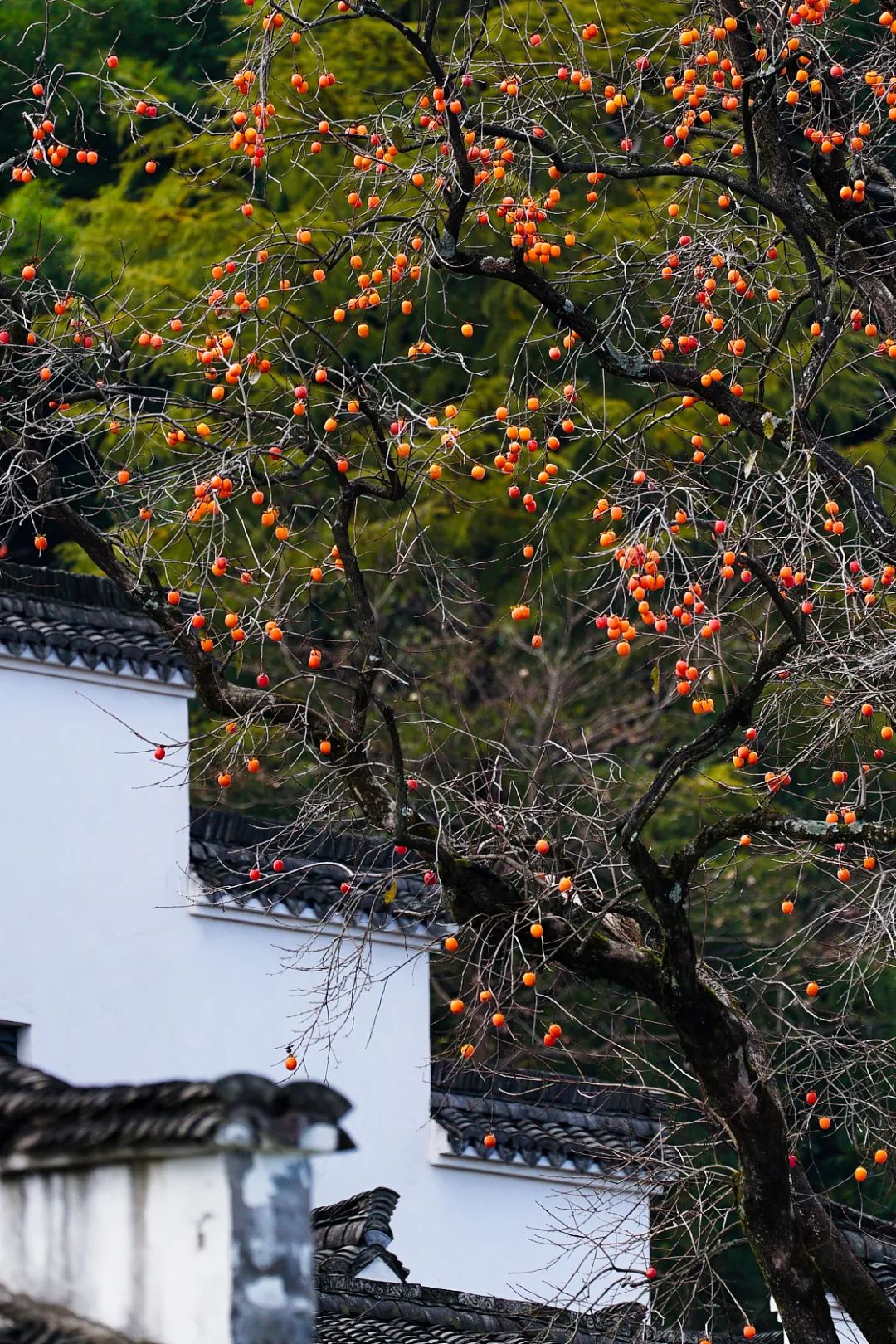 Image related to Autumn's Sweetest Delight: A Journey of Fruitful Bliss Across China