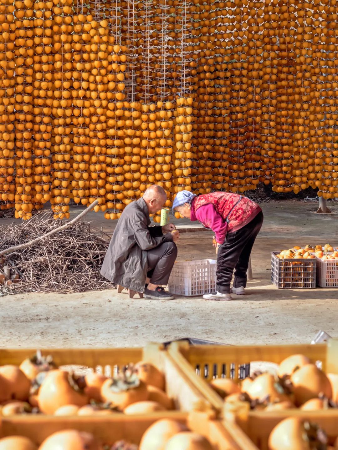Image related to Autumn's Sweetest Delight: A Journey of Fruitful Bliss Across China