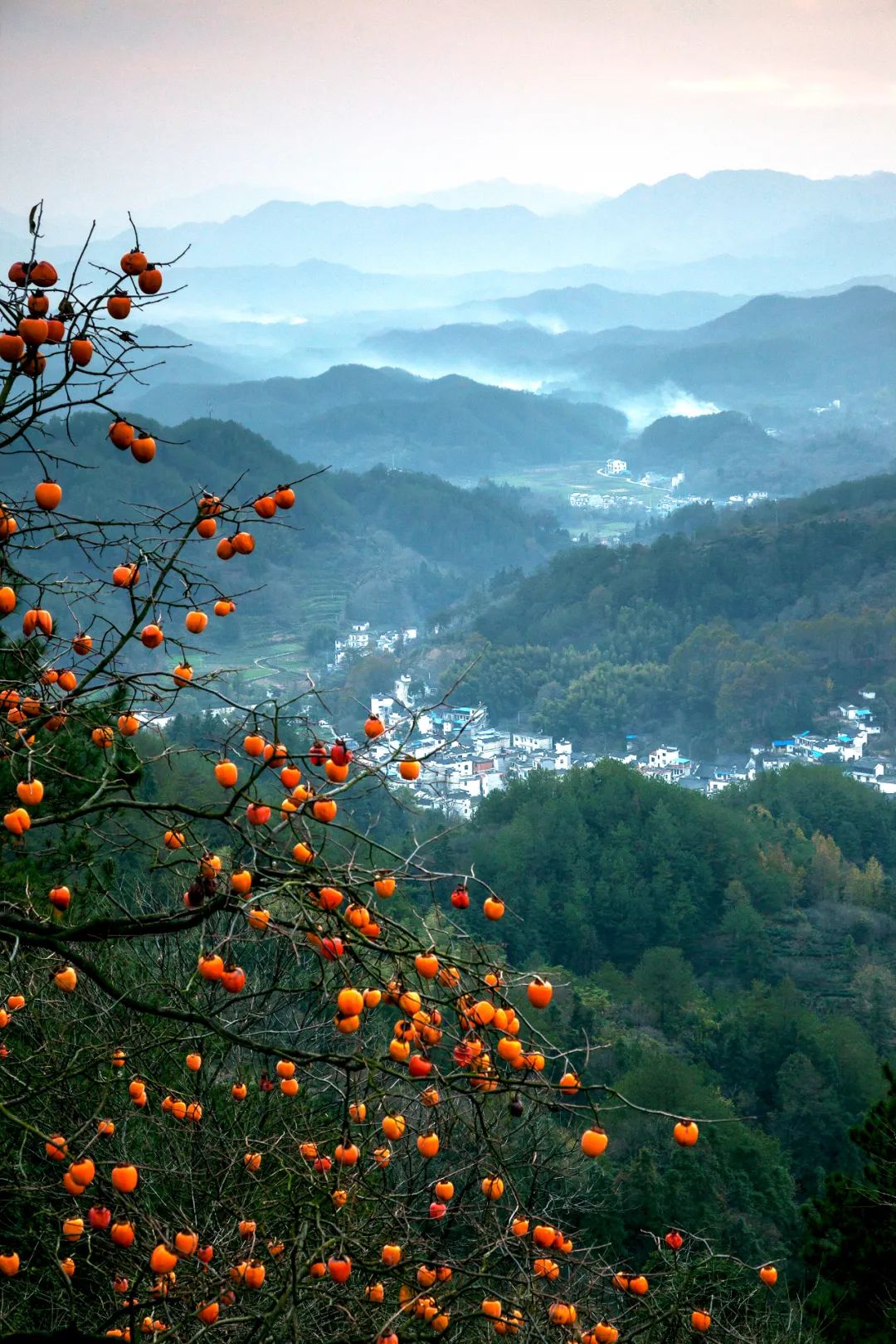 Image related to Autumn's Sweetest Delight: A Journey of Fruitful Bliss Across China