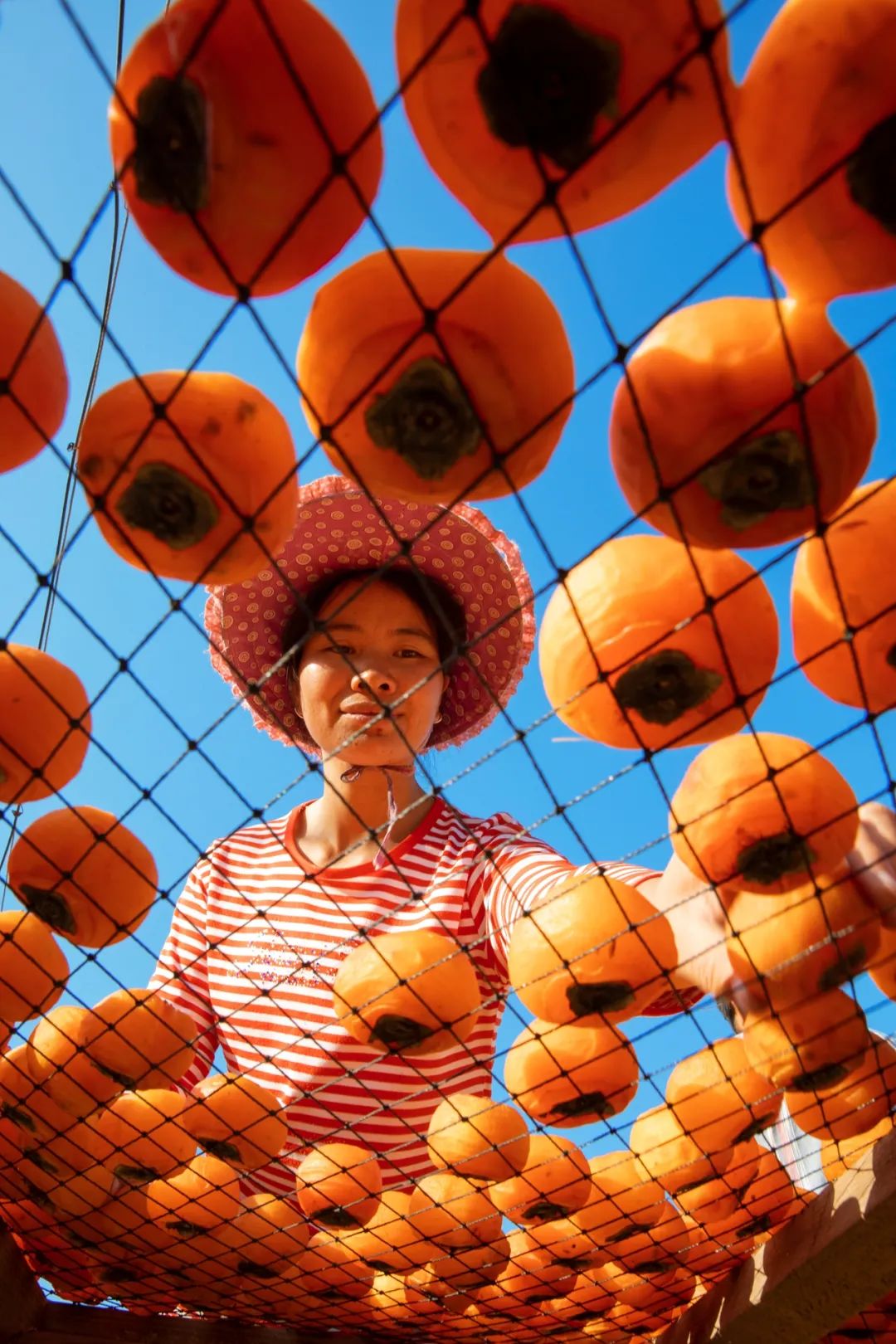 Image related to Autumn's Sweetest Delight: A Journey of Fruitful Bliss Across China