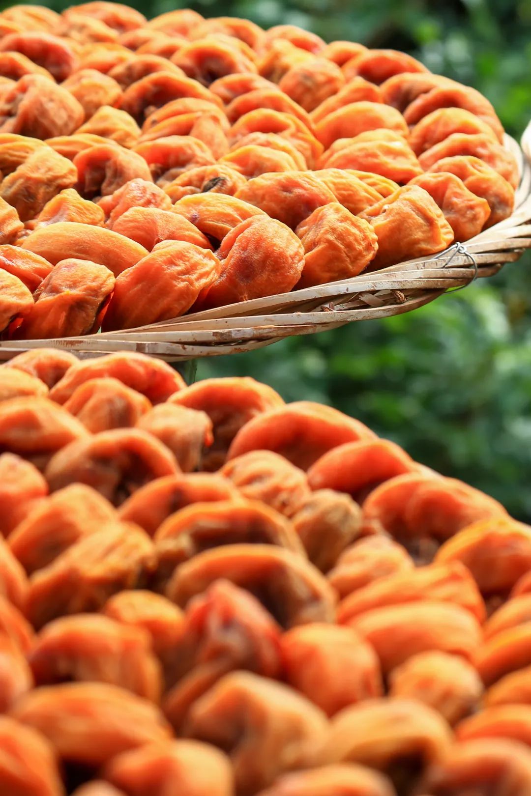 Image related to Autumn's Sweetest Delight: A Journey of Fruitful Bliss Across China