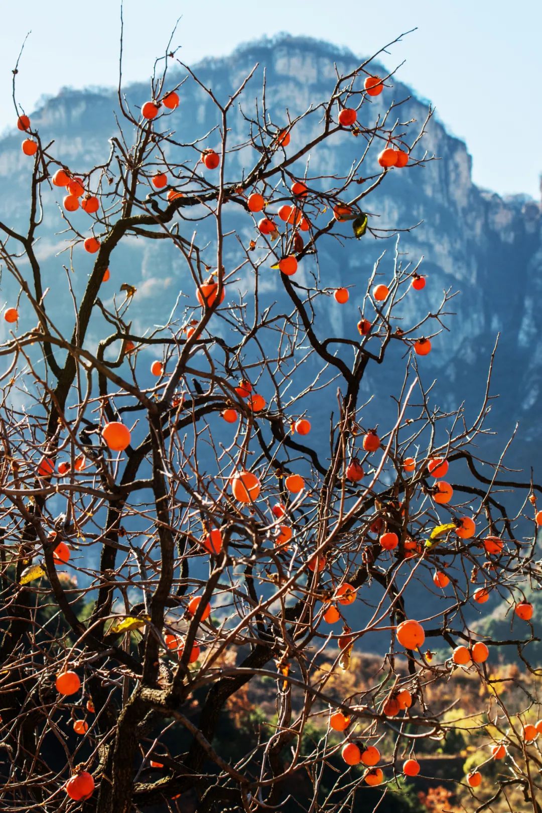 Image related to Autumn's Sweetest Delight: A Journey of Fruitful Bliss Across China