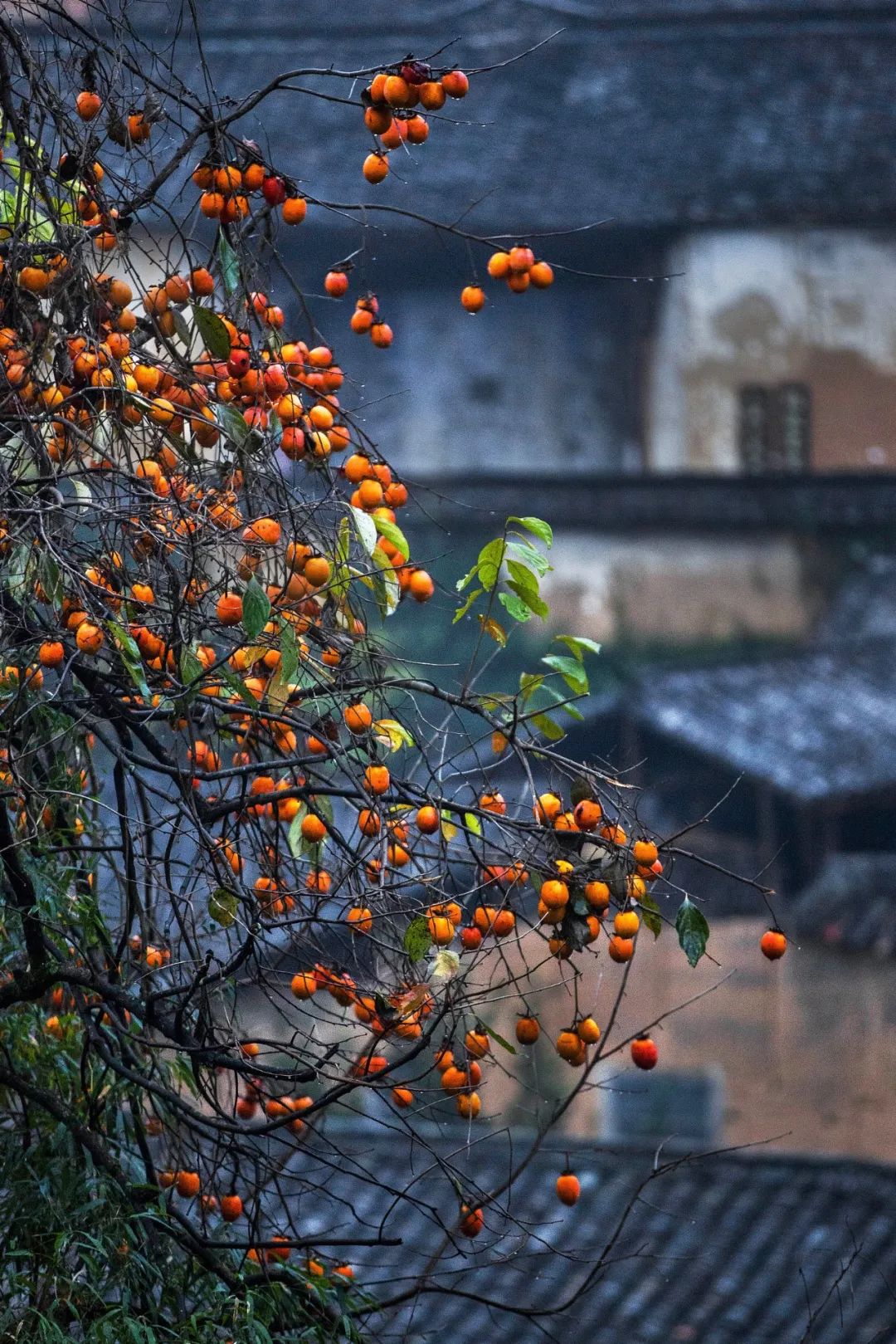 Image related to Autumn's Sweetest Delight: A Journey of Fruitful Bliss Across China