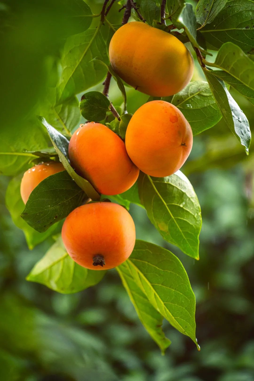 Image related to Autumn's Sweetest Delight: A Journey of Fruitful Bliss Across China