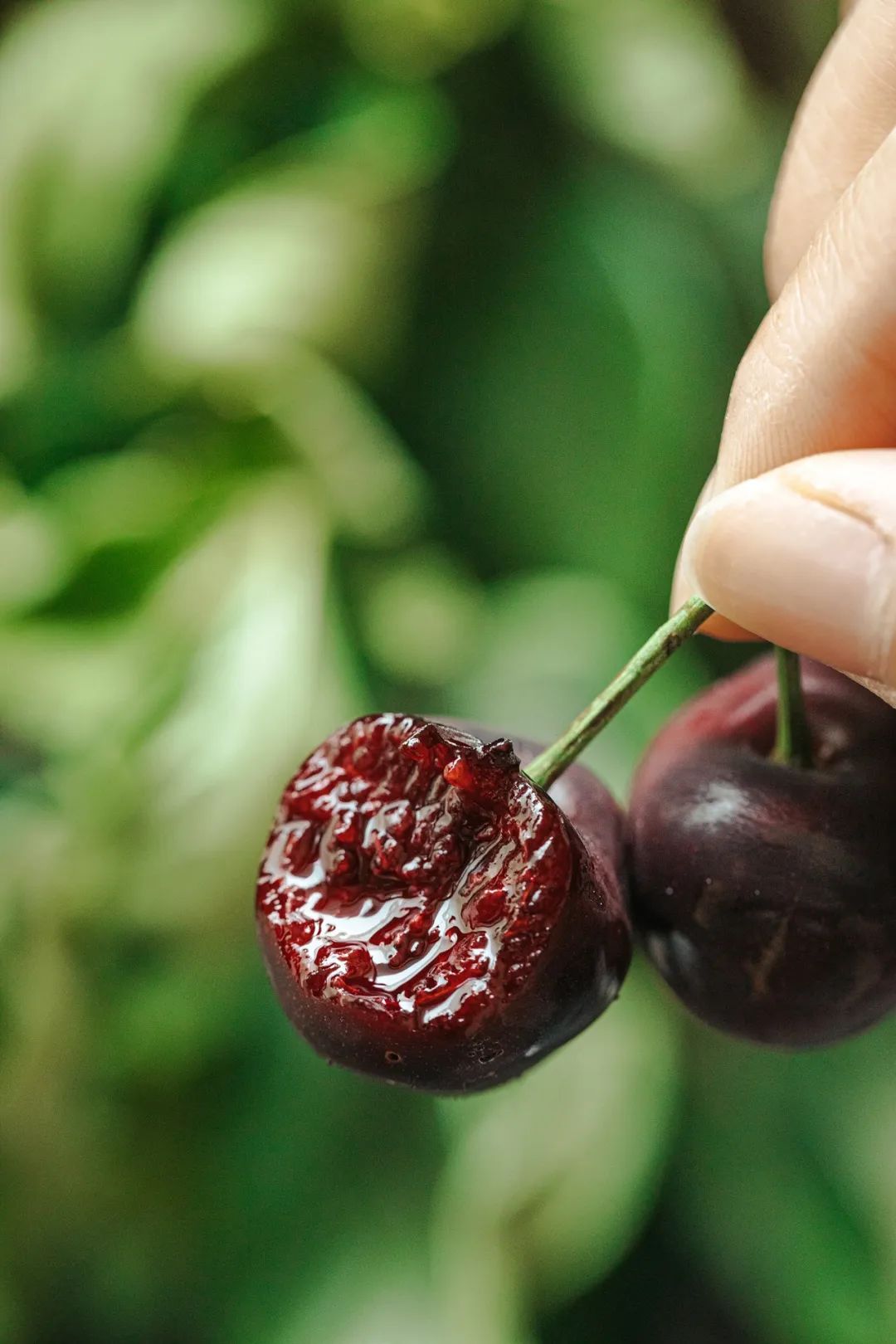 Image related to China's Fruit Lovers' Ultimate Year-End Ranking: Which Tops the List?