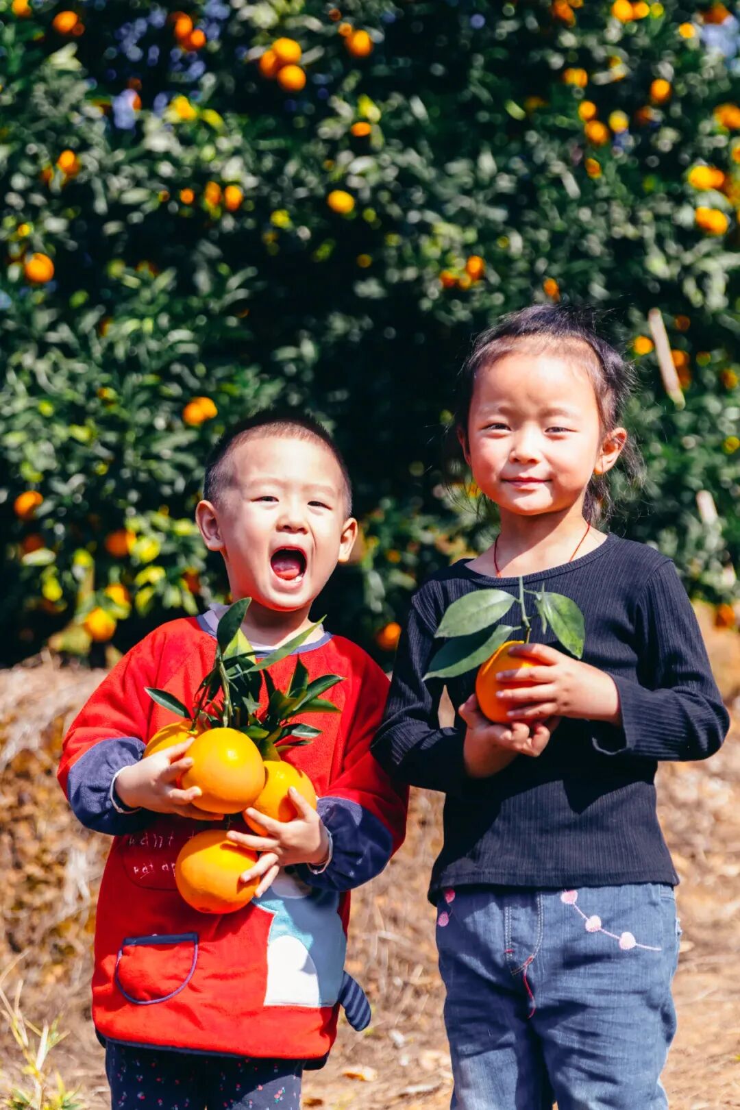 Image related to China's Fruit Lovers' Ultimate Year-End Ranking: Which Tops the List?