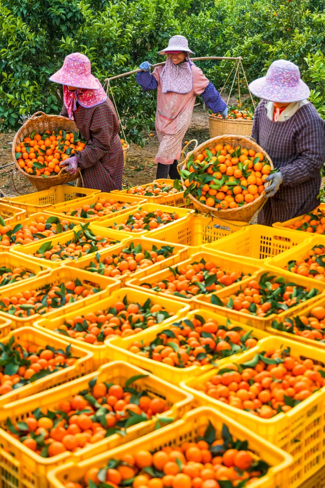 Image related to China's Fruit Lovers' Ultimate Year-End Ranking: Which Tops the List?