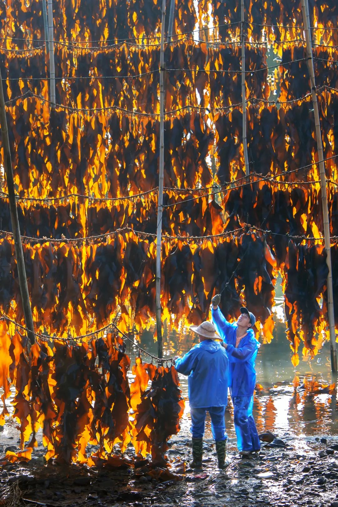Image related to How Did This Small County in Northeast Fujian Become China's Seafood Sensation?