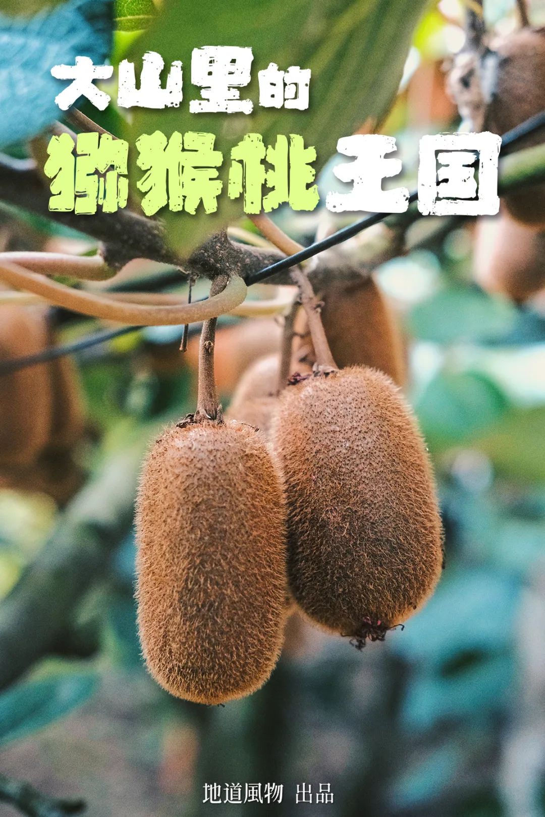 Why is Guizhou the Kiwi Kingdom?
