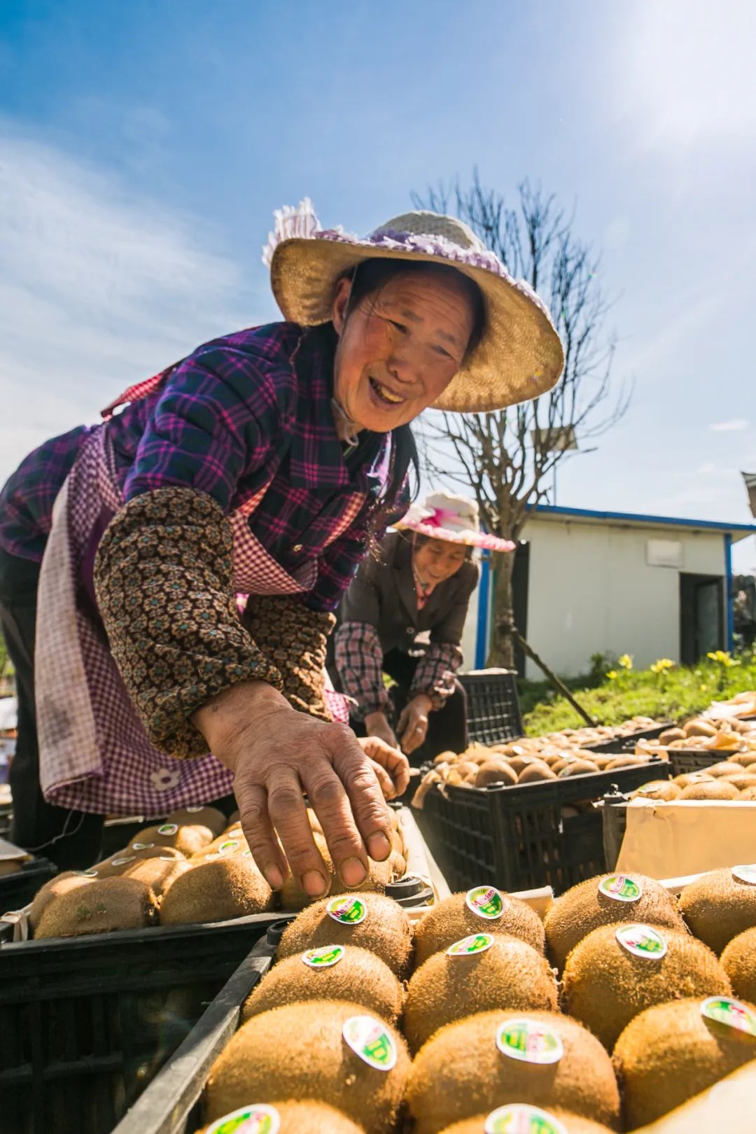 Image related to Why is Guizhou the Kiwi Kingdom?