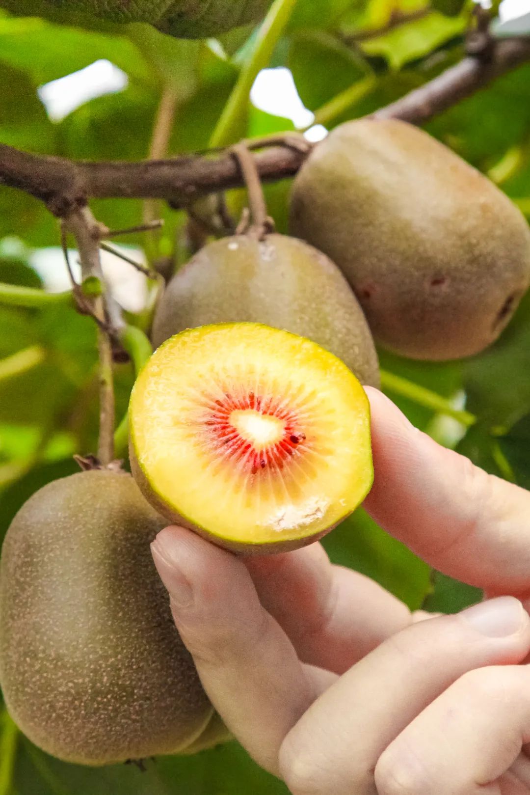 Image related to Why is Guizhou the Kiwi Kingdom?