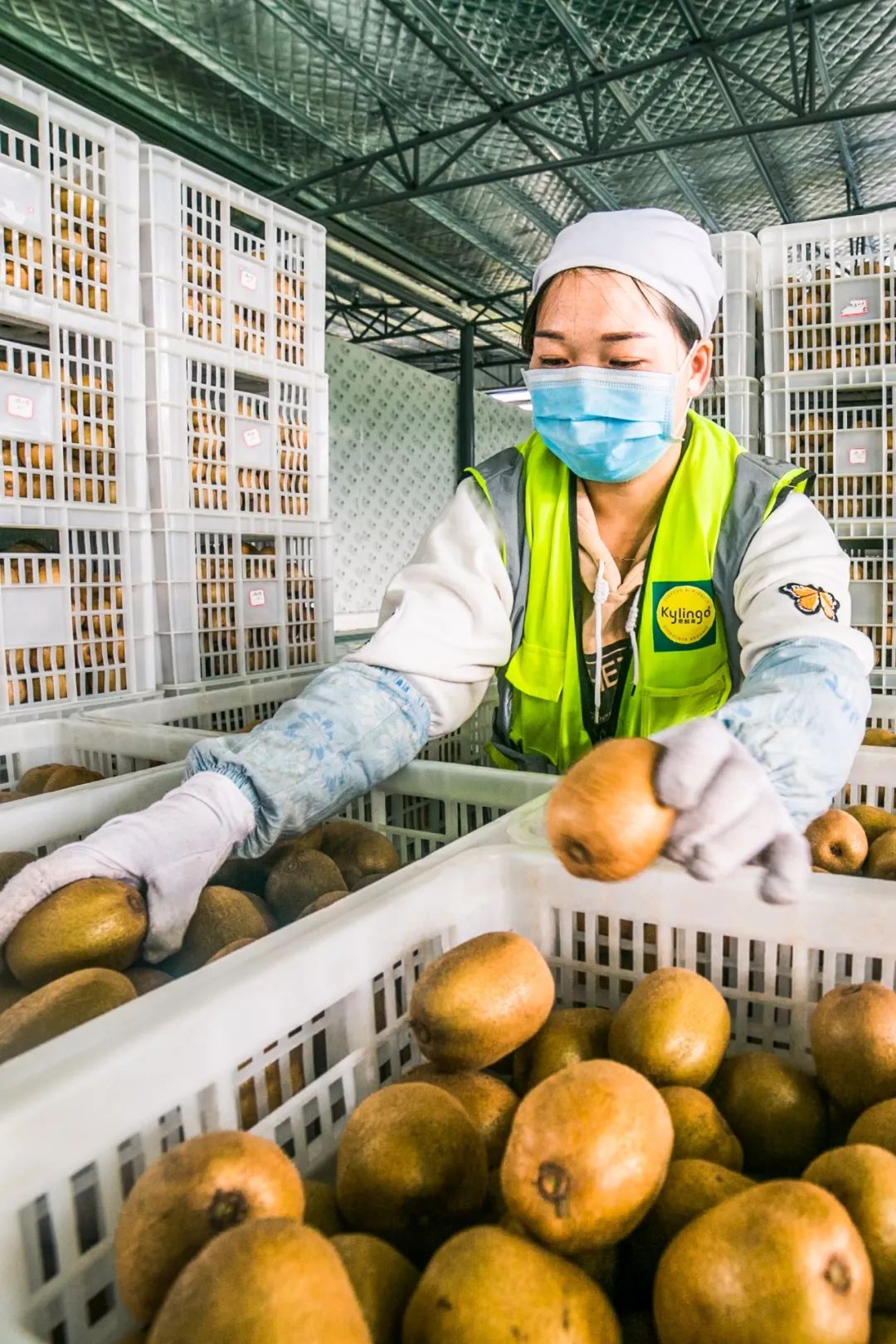Image related to Why is Guizhou the Kiwi Kingdom?