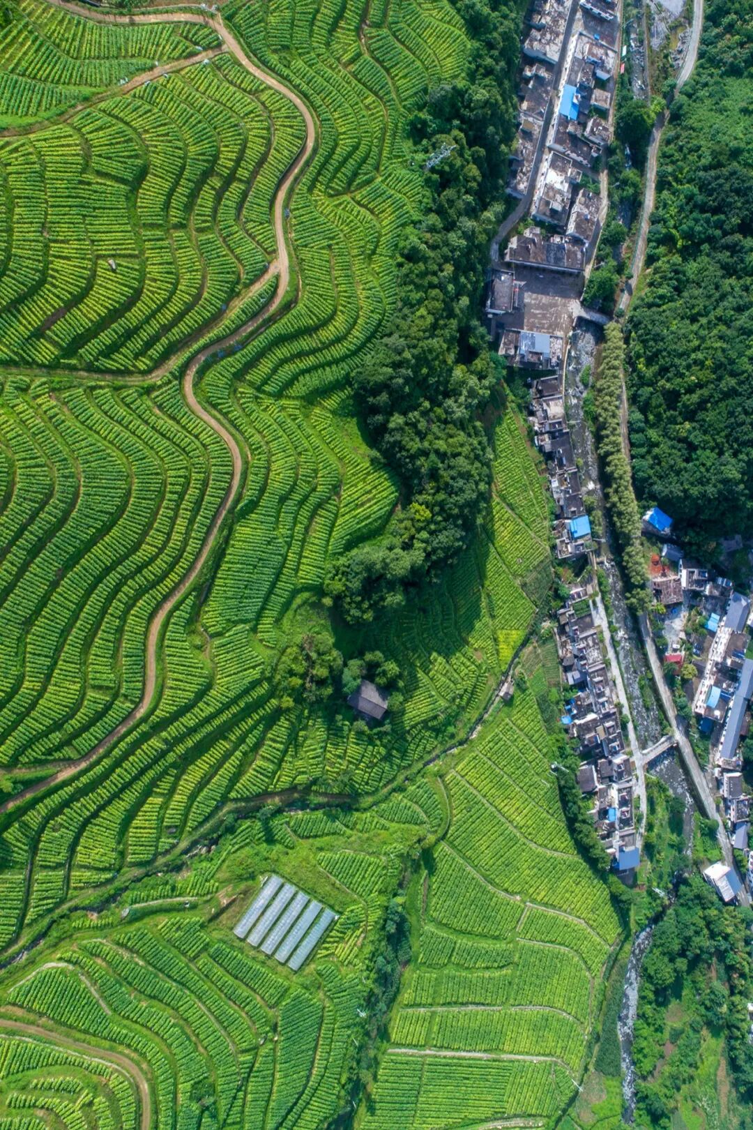 Image related to China's Most Underrated Fruit Kingdom: Sweetness Stretching from the Loess Plateau to Both Sides of the Qinling Mountains