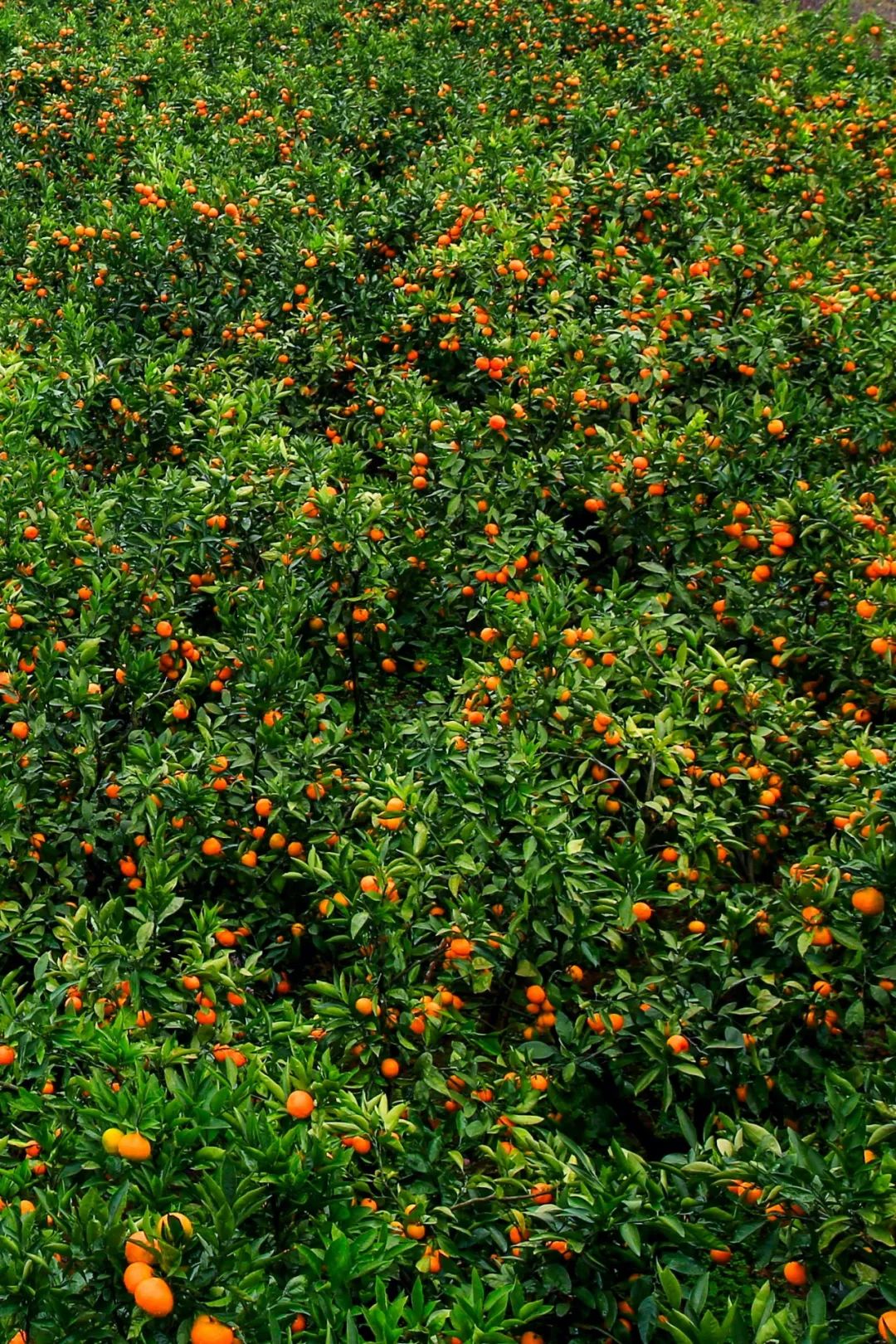 Image related to China's Most Underrated Fruit Kingdom: Sweetness Stretching from the Loess Plateau to Both Sides of the Qinling Mountains
