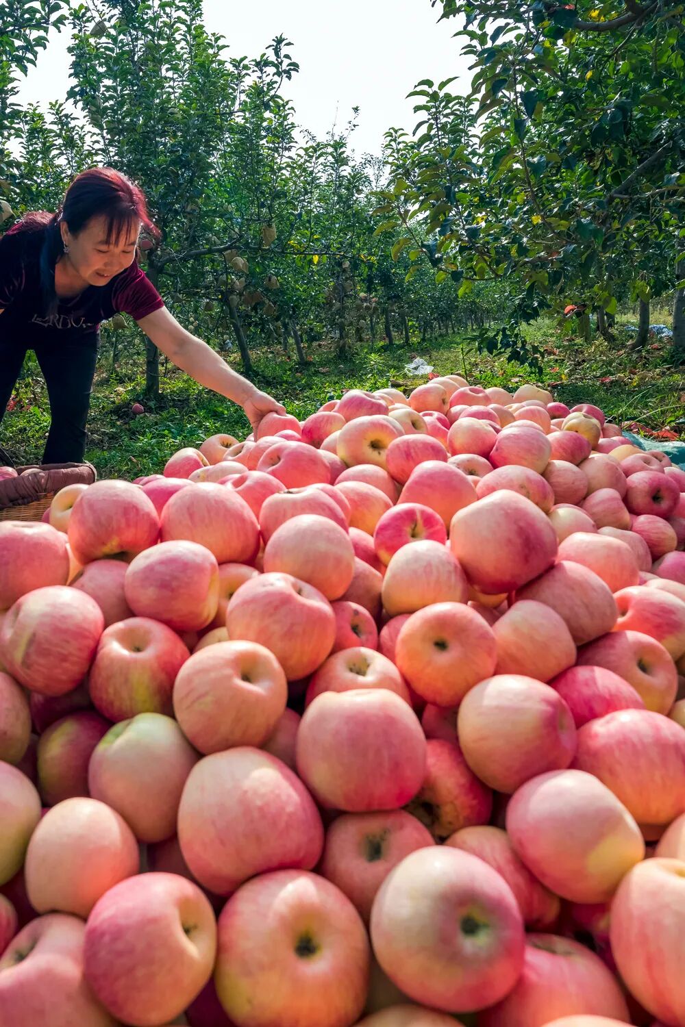 Image related to China's Most Underrated Fruit Kingdom: Sweetness Stretching from the Loess Plateau to Both Sides of the Qinling Mountains