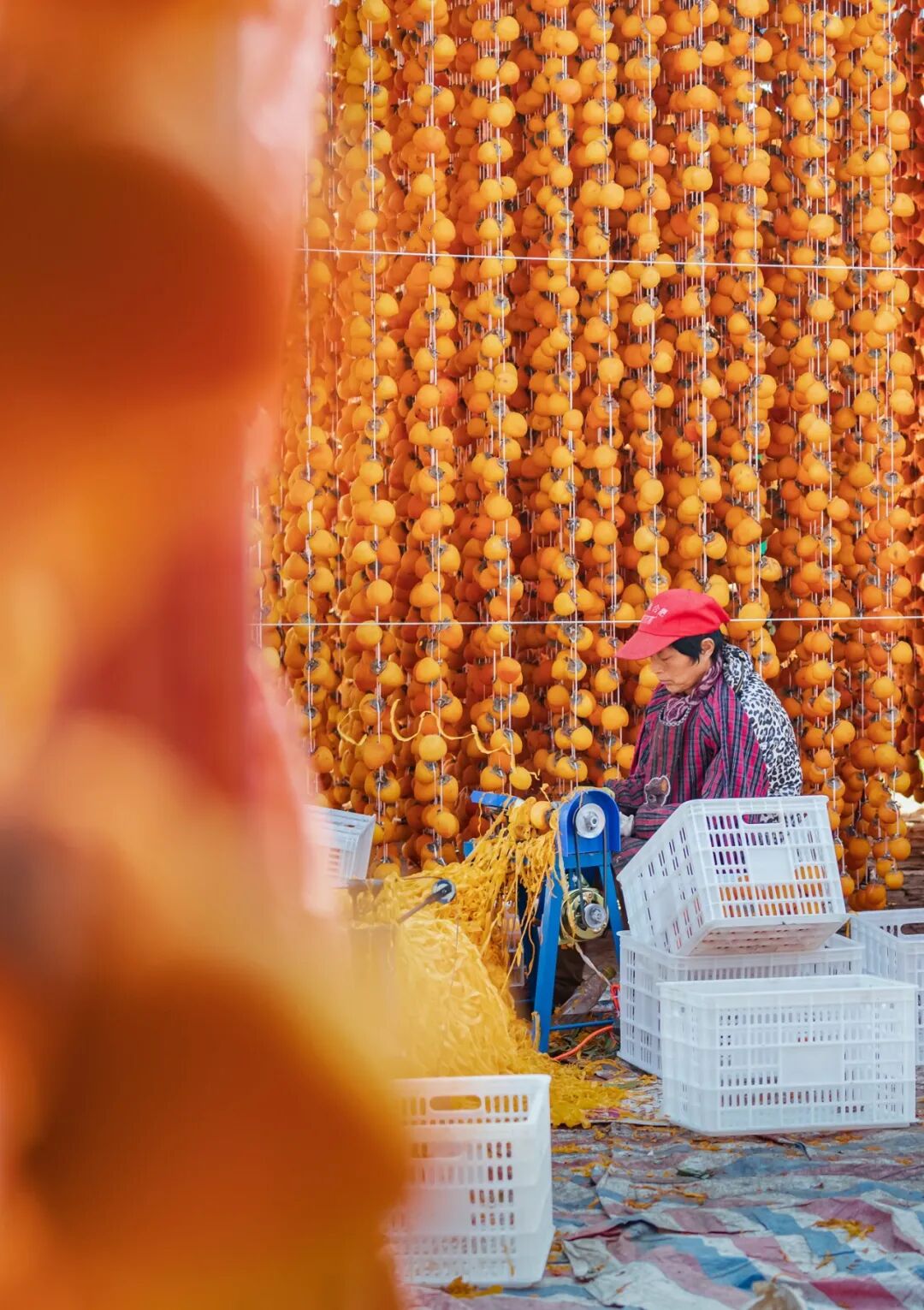Image related to China's Most Underrated Fruit Kingdom: Sweetness Stretching from the Loess Plateau to Both Sides of the Qinling Mountains