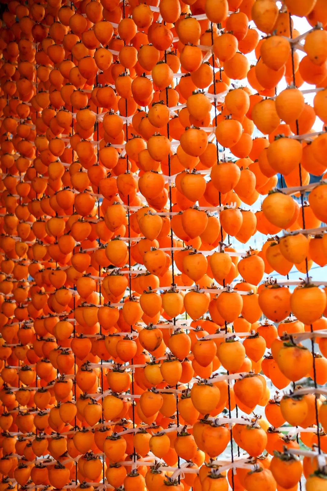 Image related to China's Most Underrated Fruit Kingdom: Sweetness Stretching from the Loess Plateau to Both Sides of the Qinling Mountains