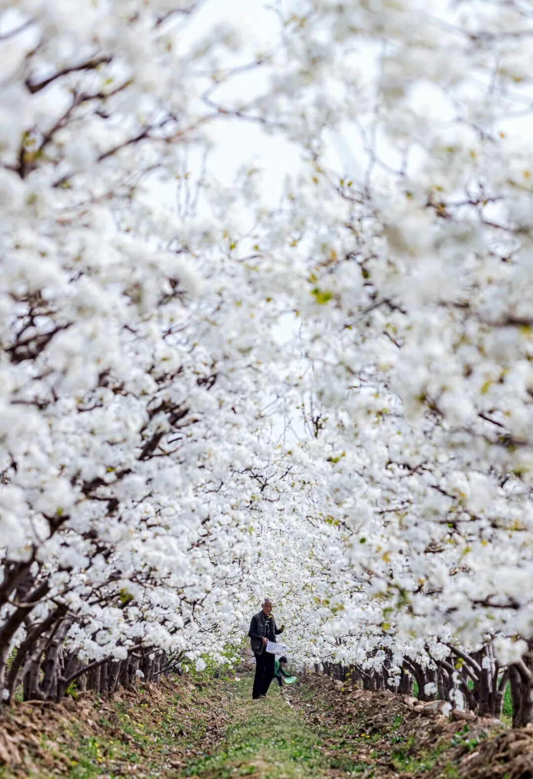 Image related to China's Most Underrated Fruit Kingdom: Sweetness Stretching from the Loess Plateau to Both Sides of the Qinling Mountains