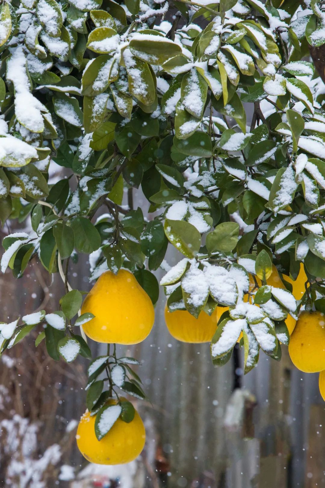 Image related to China's Most Underrated Fruit Kingdom: Sweetness Stretching from the Loess Plateau to Both Sides of the Qinling Mountains