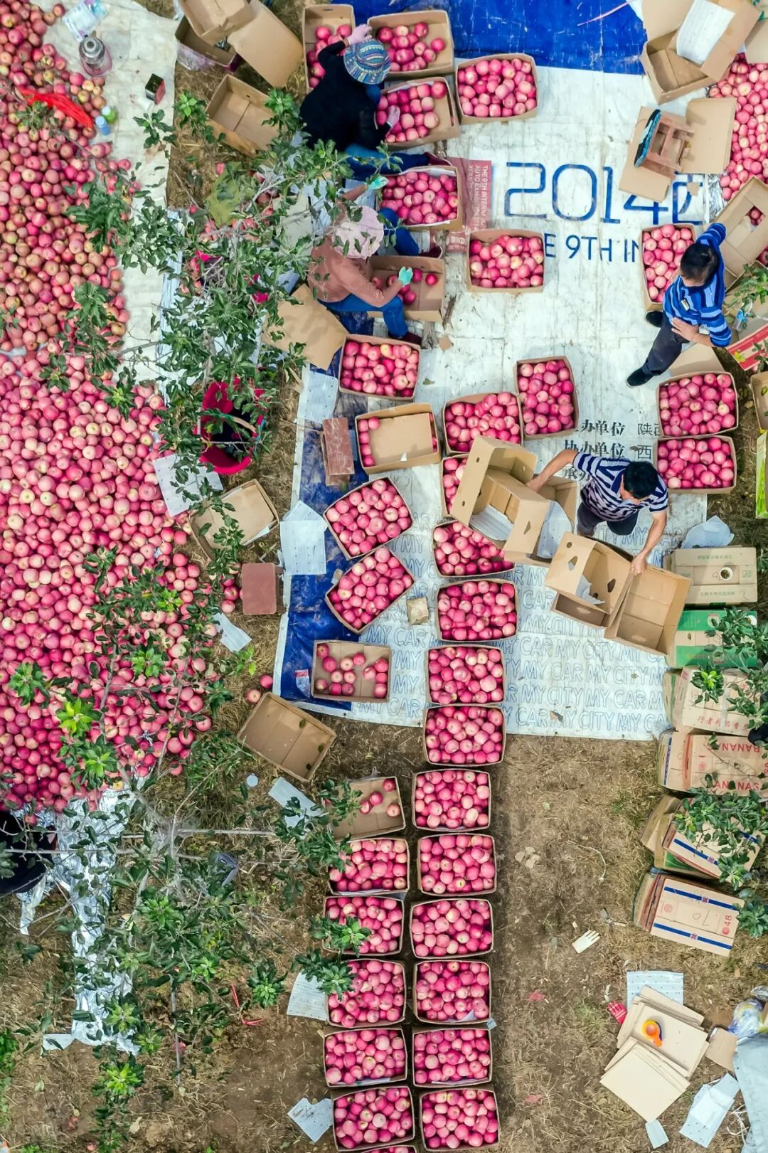 Image related to China's Most Underrated Fruit Kingdom: Sweetness Stretching from the Loess Plateau to Both Sides of the Qinling Mountains
