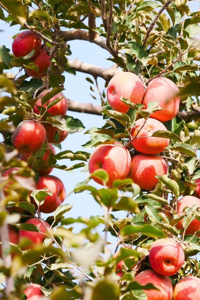 Image related to China's Most Underrated Fruit Kingdom: Sweetness Stretching from the Loess Plateau to Both Sides of the Qinling Mountains