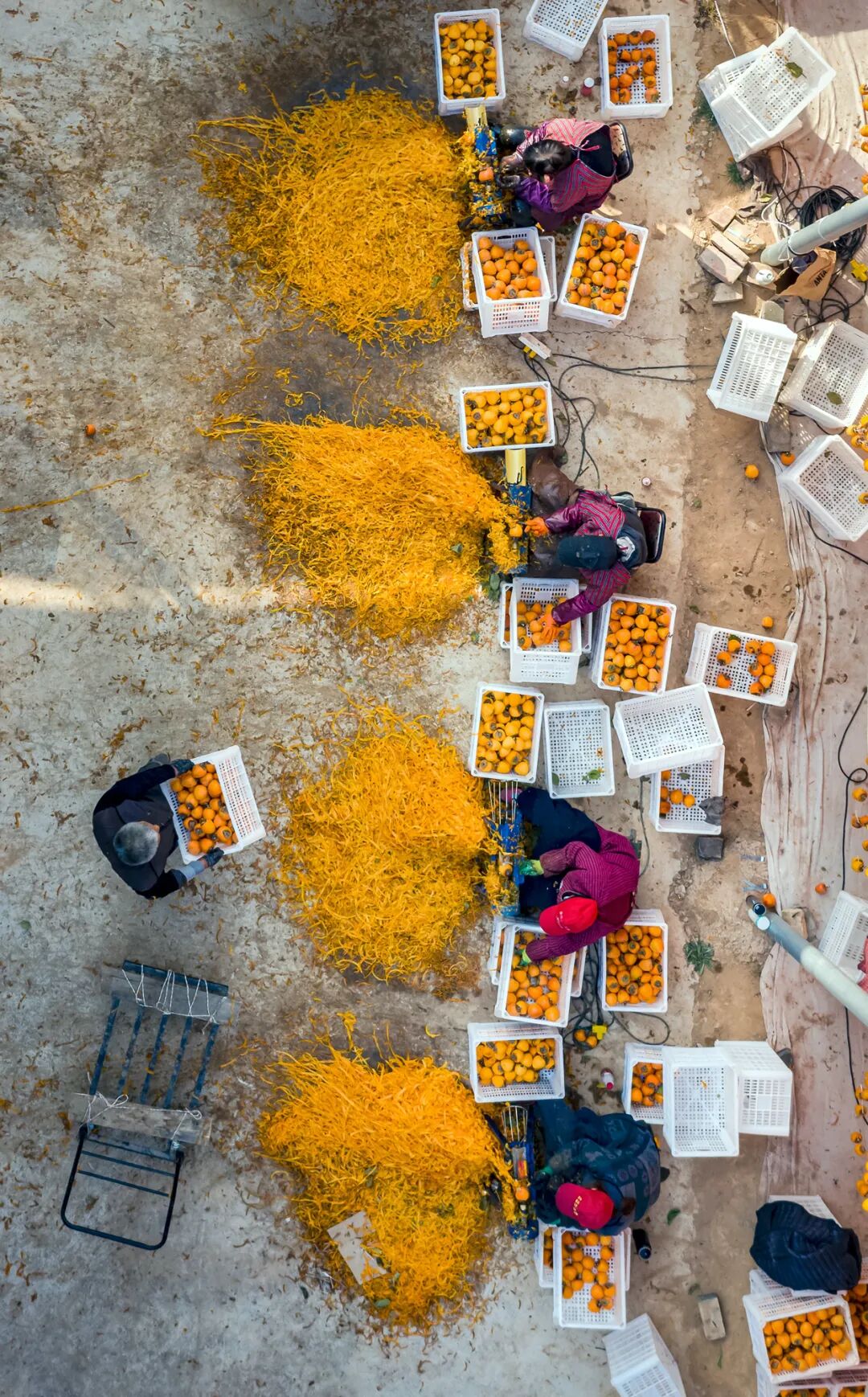Image related to China's Most Underrated Fruit Kingdom: Sweetness Stretching from the Loess Plateau to Both Sides of the Qinling Mountains
