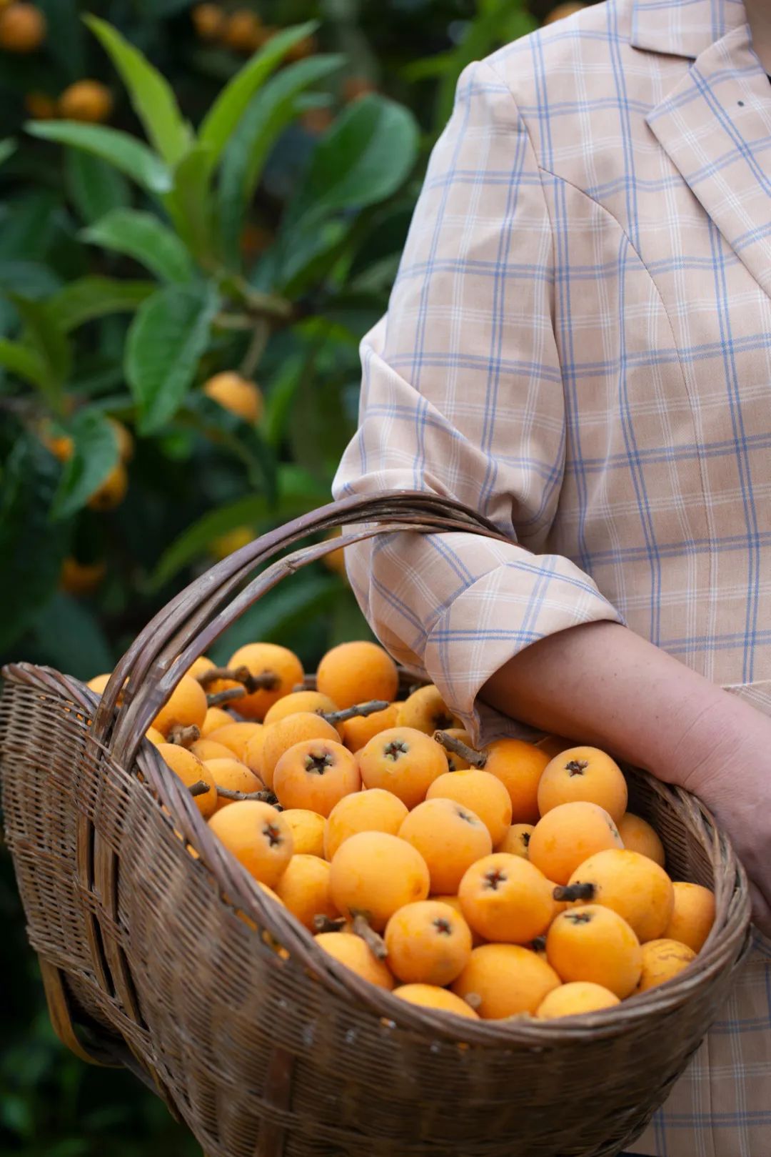 Image related to China's Most Underrated Fruit Kingdom: Sweetness Stretching from the Loess Plateau to Both Sides of the Qinling Mountains