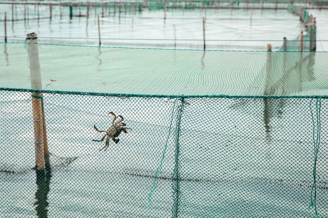 Image related to How Amazing Is Jiangsu's Crab Farming Industry?