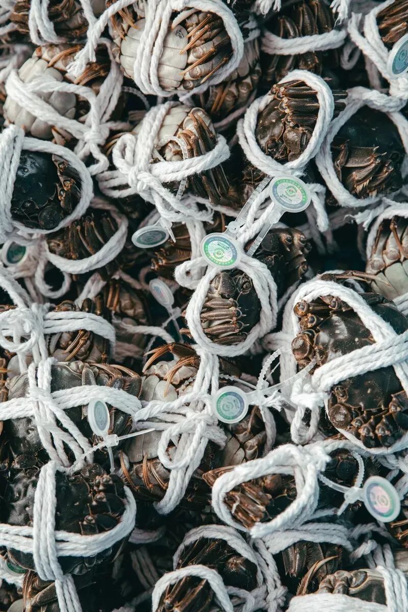Image related to How Amazing Is Jiangsu's Crab Farming Industry?