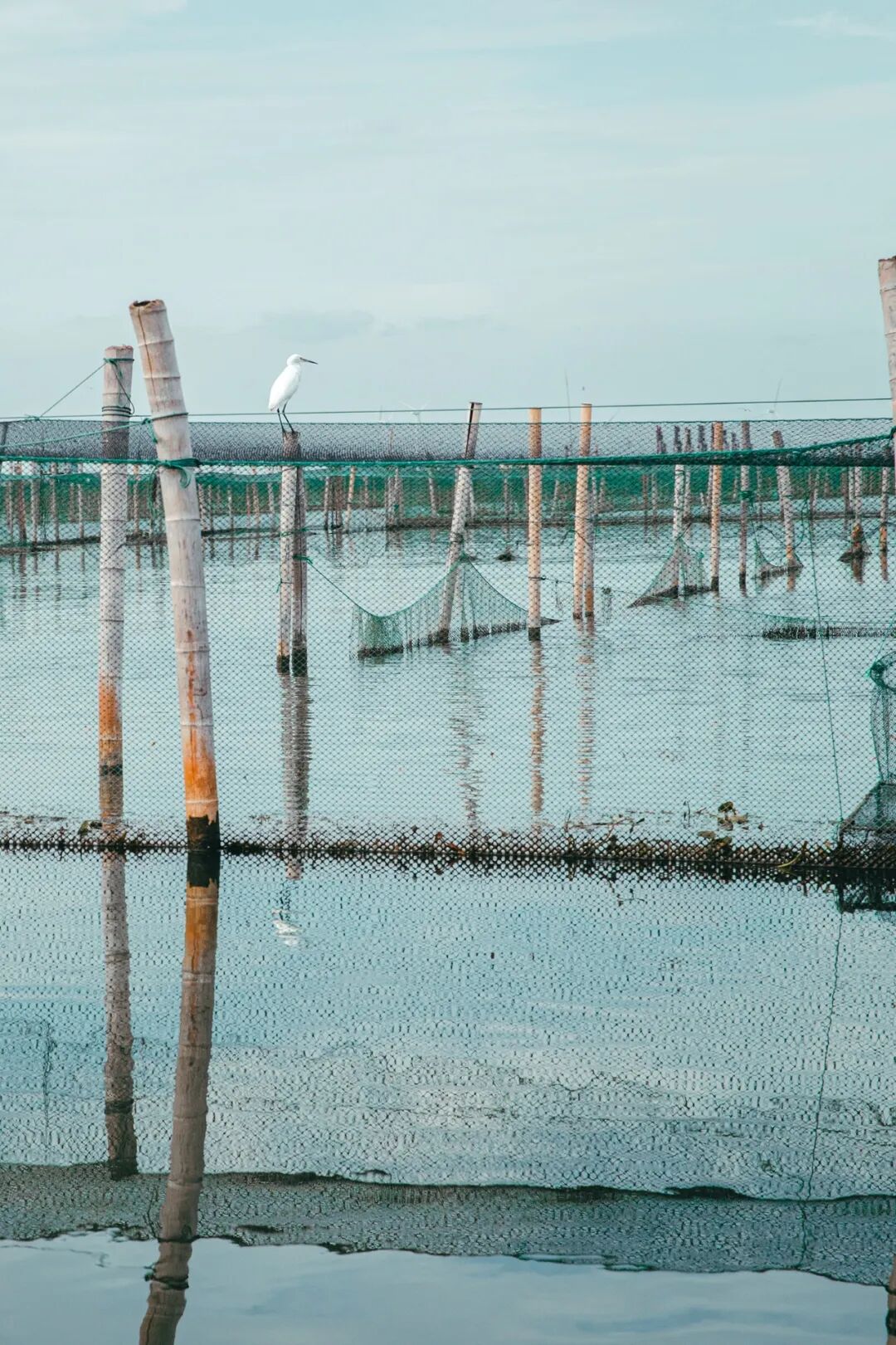 Image related to How Amazing Is Jiangsu's Crab Farming Industry?