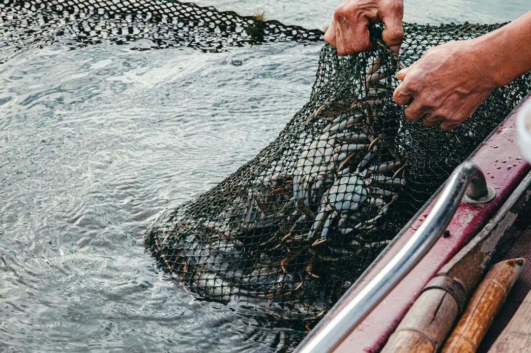 Image related to How Amazing Is Jiangsu's Crab Farming Industry?