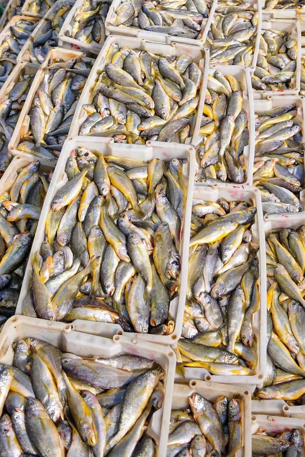 Image related to The Hierarchy of Chinese Seafood Consumption: How Did This Province Rise to the Top?