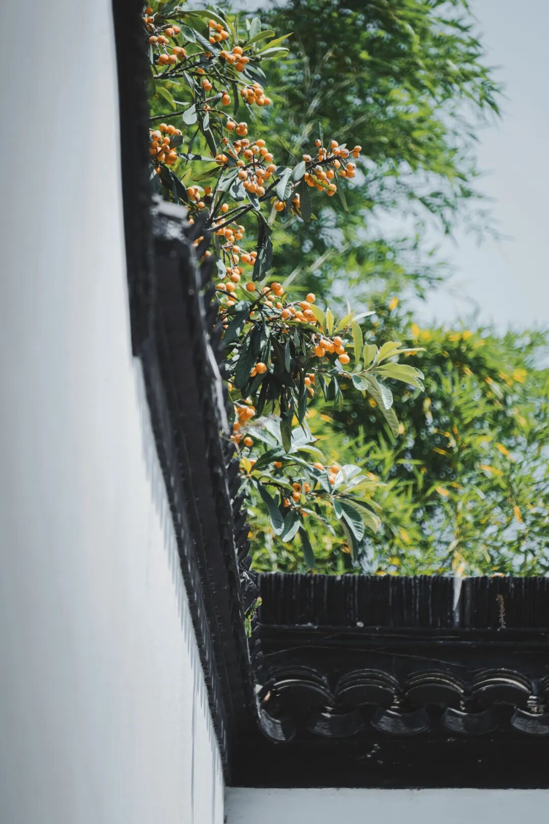 Image related to How Sweet Is China's First Fruit of Early Summer?