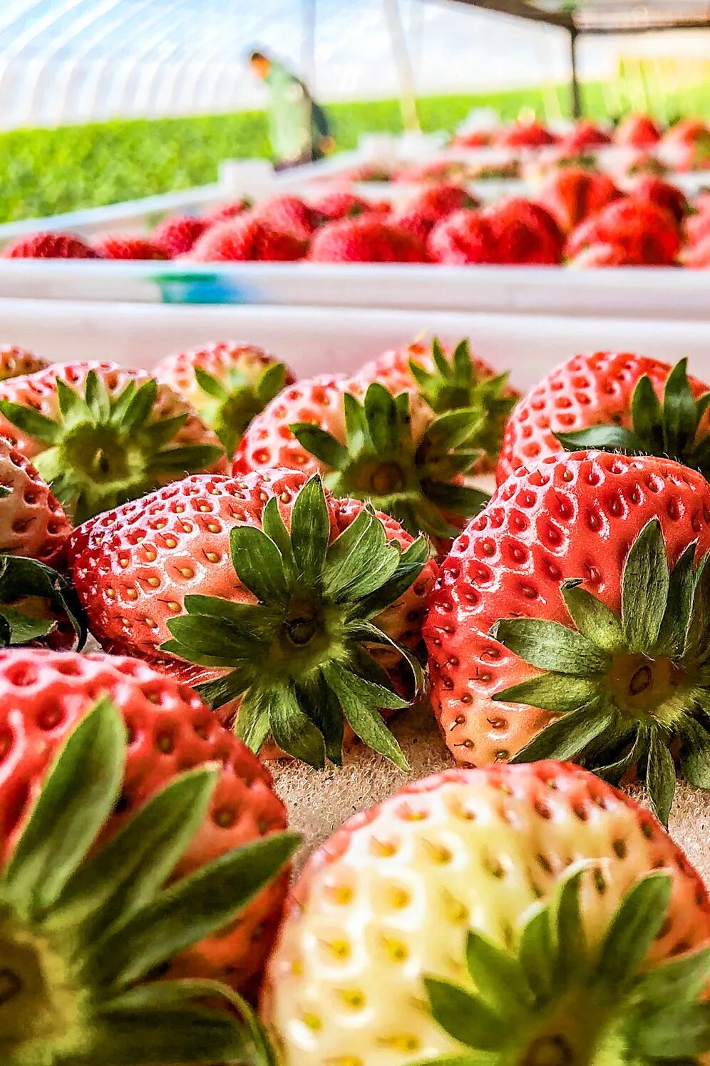 Image related to China's Largest Border City: A Hidden Foodie Paradise?