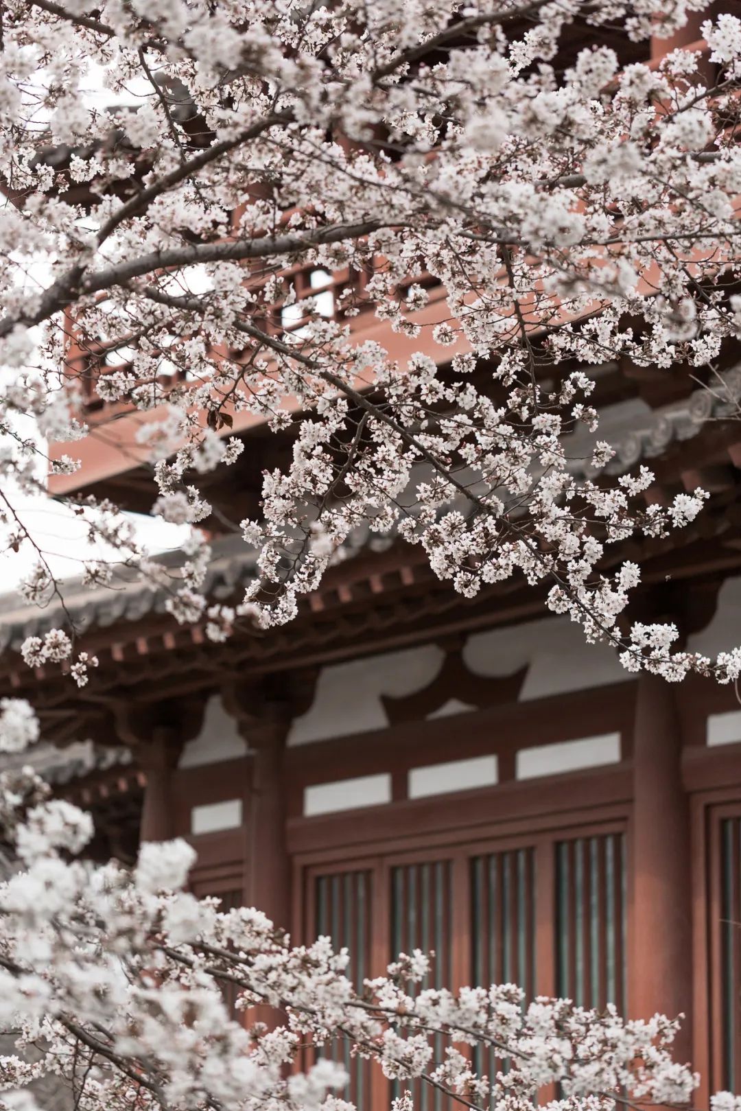 Image related to China's Cherry Blossom Map: Where to Find the Most Stunning Sakura?