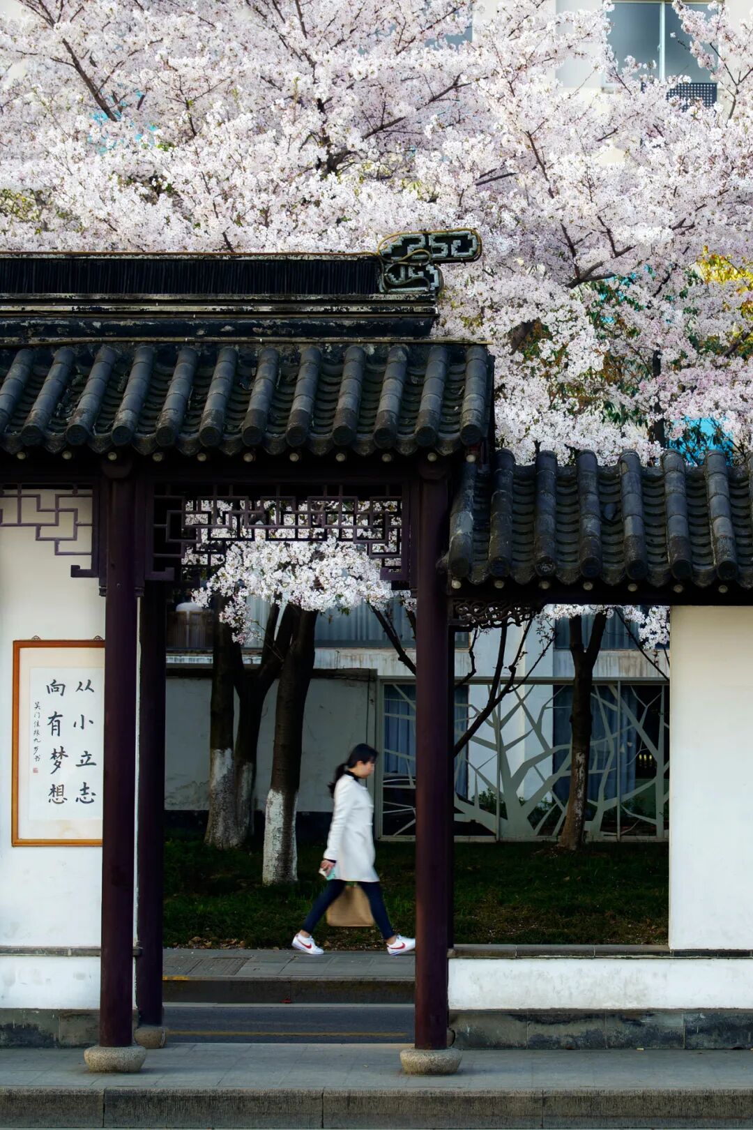 Image related to China's Cherry Blossom Map: Where to Find the Most Stunning Sakura?