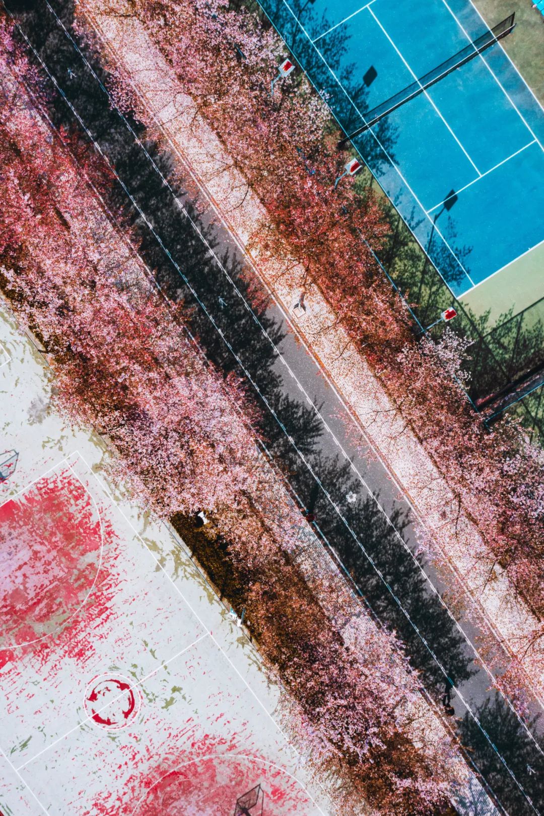 Image related to China's Cherry Blossom Map: Where to Find the Most Stunning Sakura?