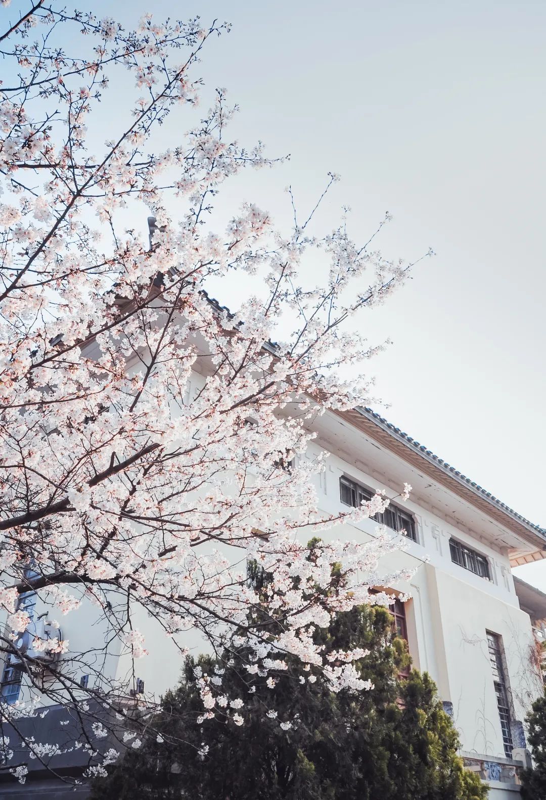 Image related to China's Cherry Blossom Map: Where to Find the Most Stunning Sakura?