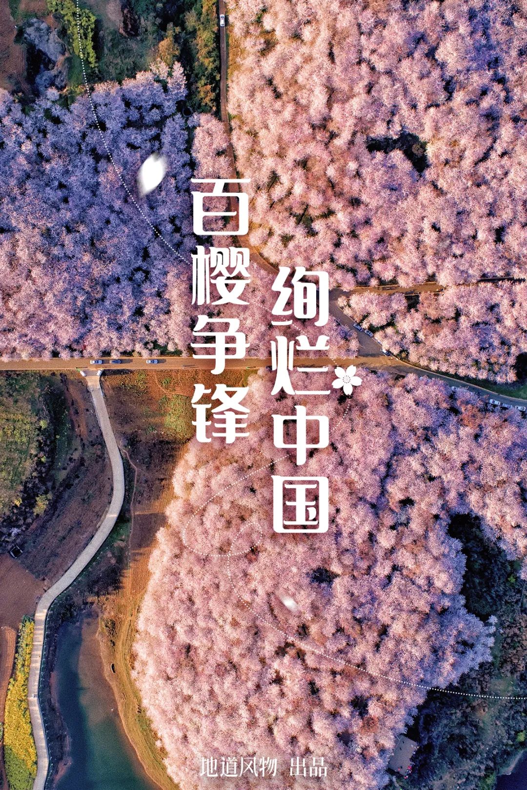 China's Cherry Blossom Map: Where to Find the Most Stunning Sakura?