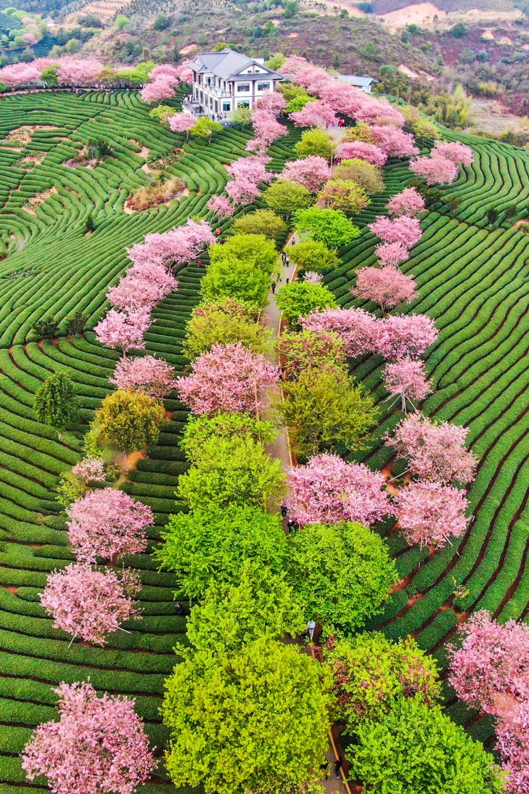 Image related to China's Cherry Blossom Map: Where to Find the Most Stunning Sakura?