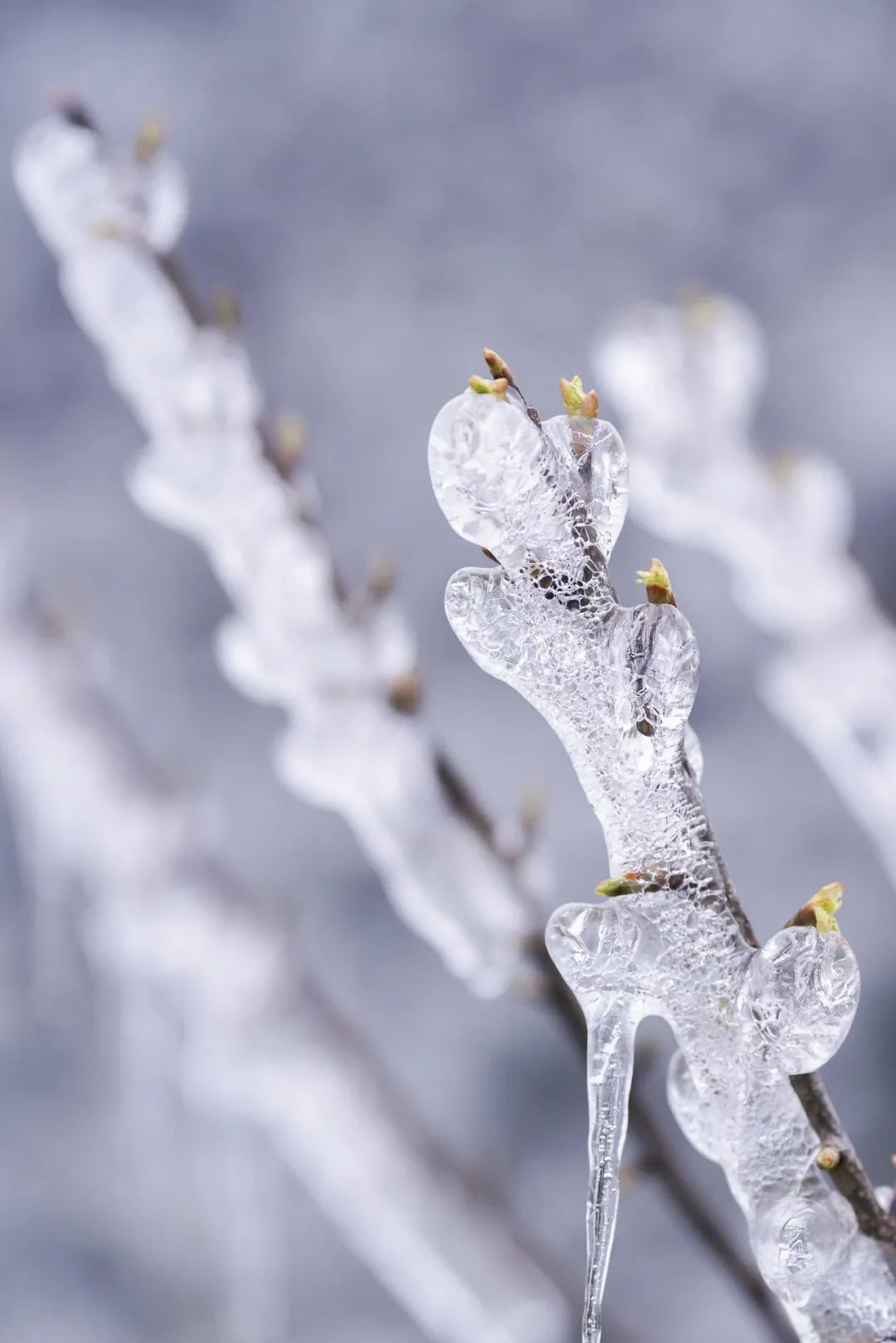 Image related to China's Cherry Blossom Map: Where to Find the Most Stunning Sakura?