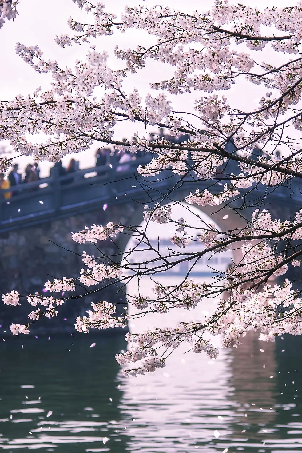 Image related to China's Cherry Blossom Map: Where to Find the Most Stunning Sakura?