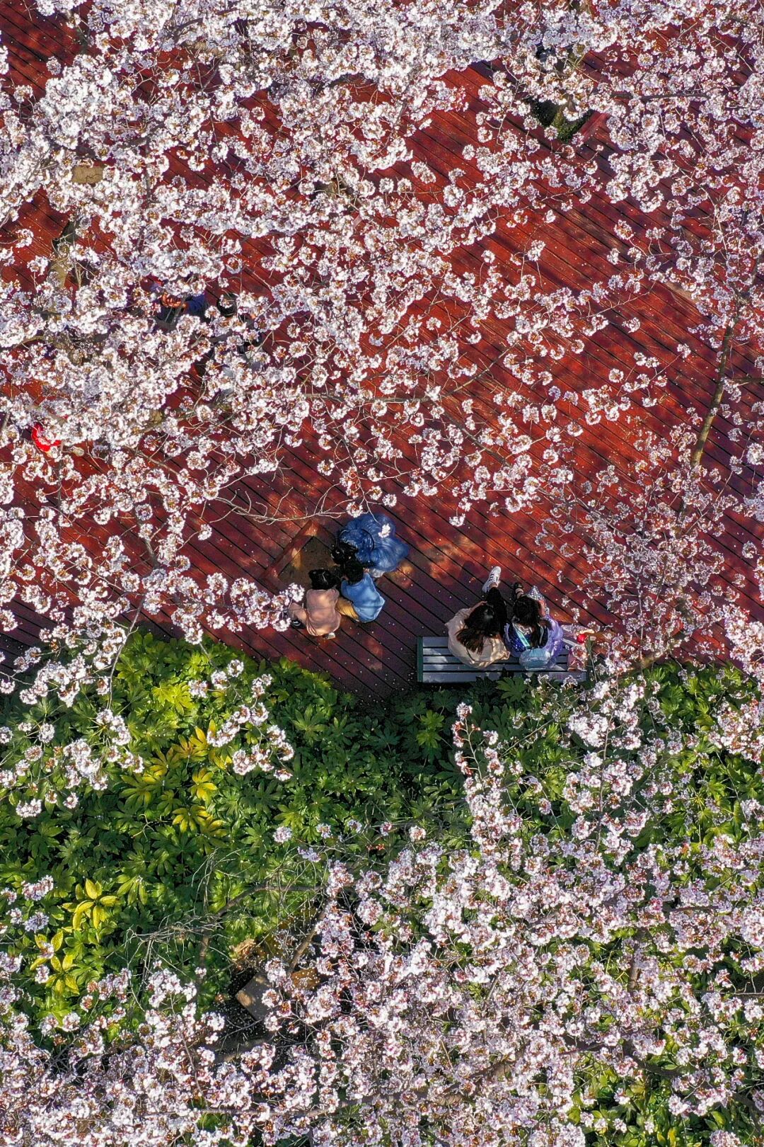 Image related to China's Cherry Blossom Map: Where to Find the Most Stunning Sakura?
