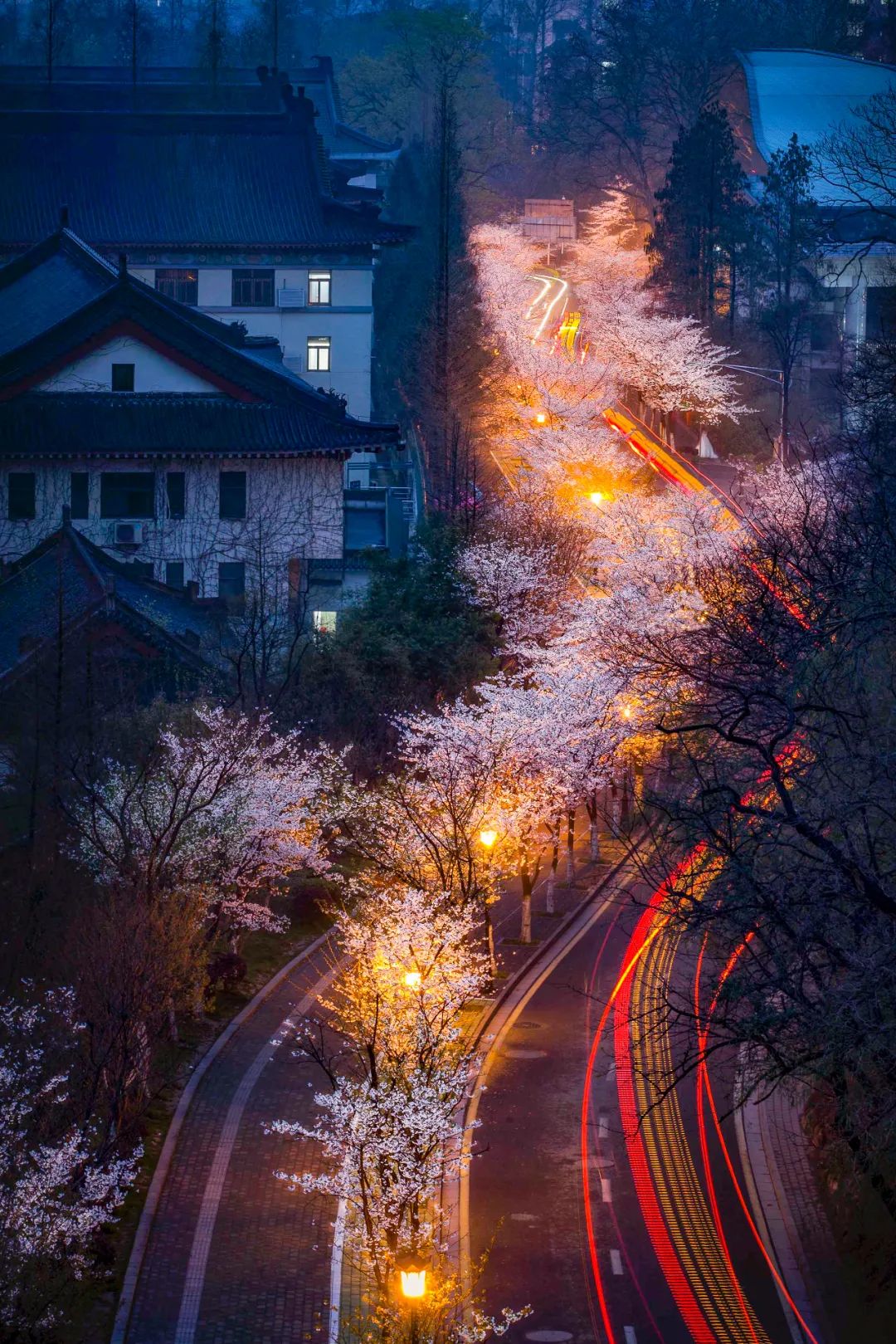 Image related to China's Cherry Blossom Map: Where to Find the Most Stunning Sakura?