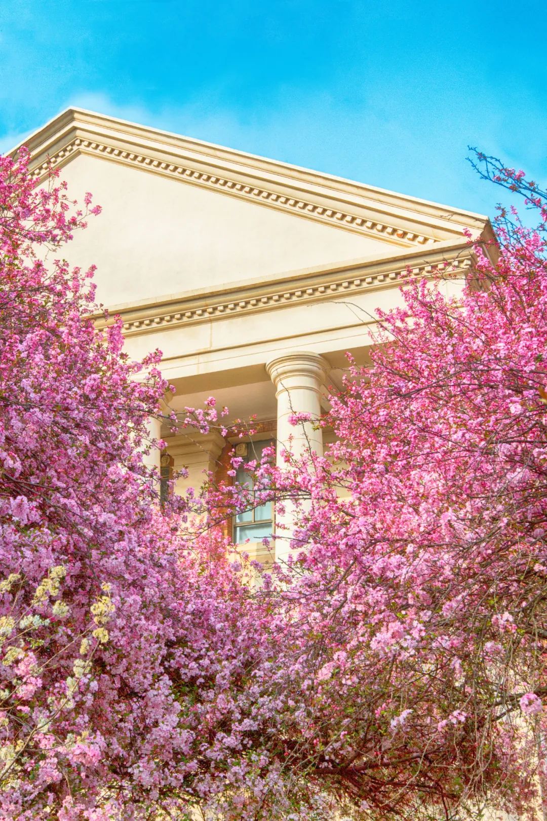 Image related to China's Cherry Blossom Map: Where to Find the Most Stunning Sakura?