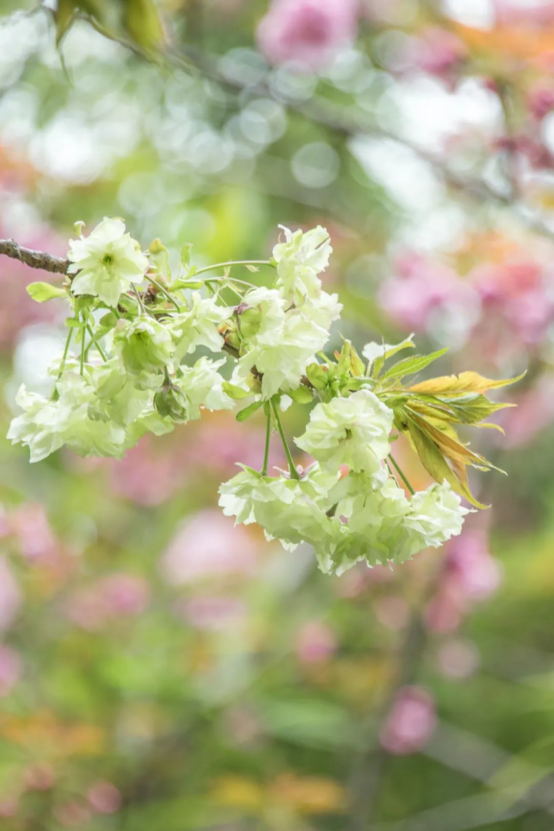 Image related to China's Cherry Blossom Map: Where to Find the Most Stunning Sakura?