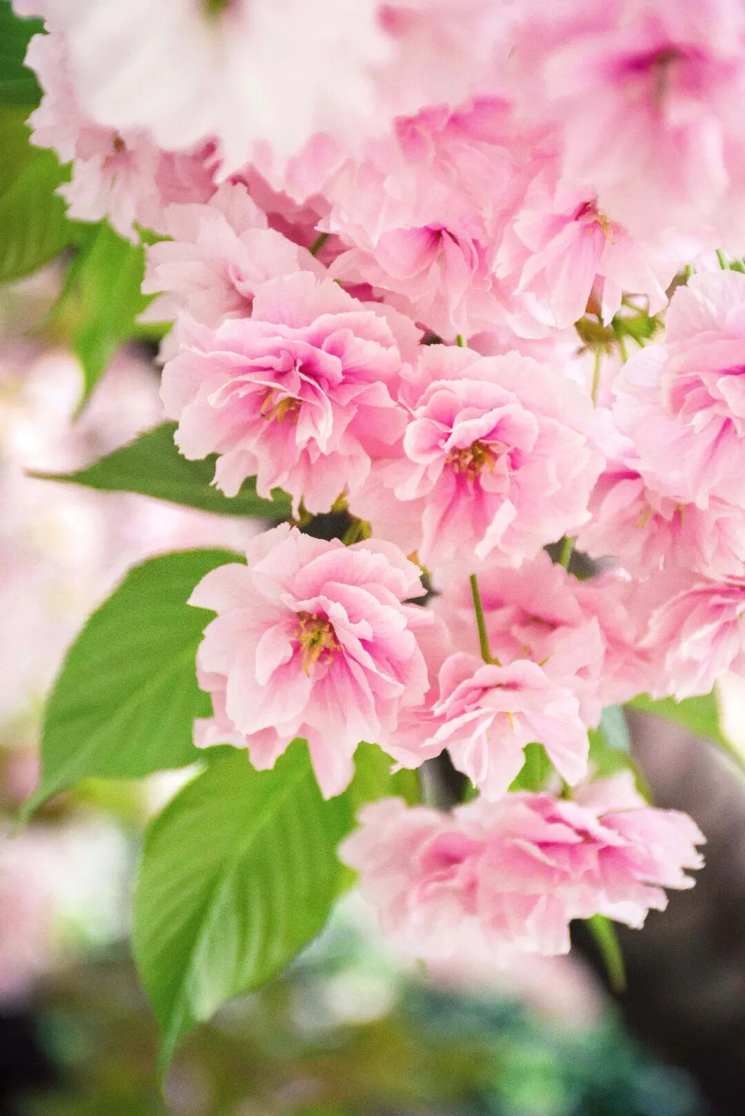 Image related to China's Cherry Blossom Map: Where to Find the Most Stunning Sakura?