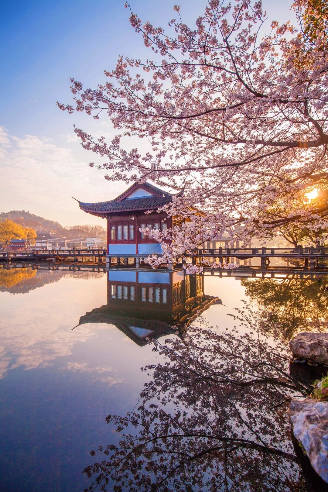 Image related to China's Cherry Blossom Map: Where to Find the Most Stunning Sakura?